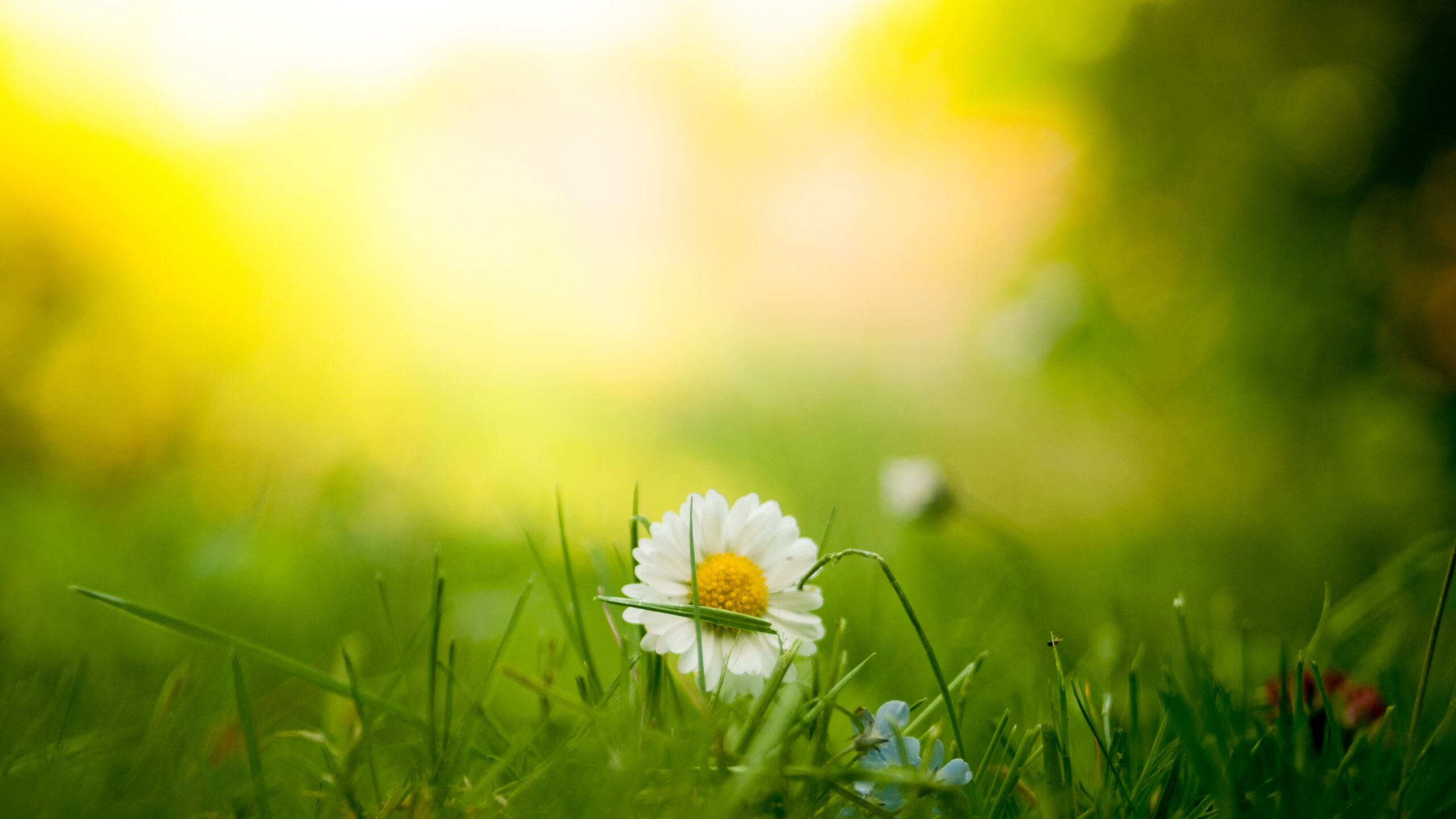 Why Outsource Database Management - Fresh Perspectives